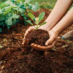 Compost utilisation au jardin : mode d'emploi